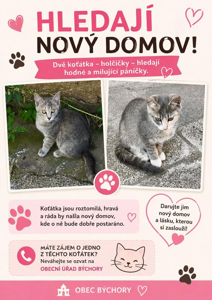 kočky